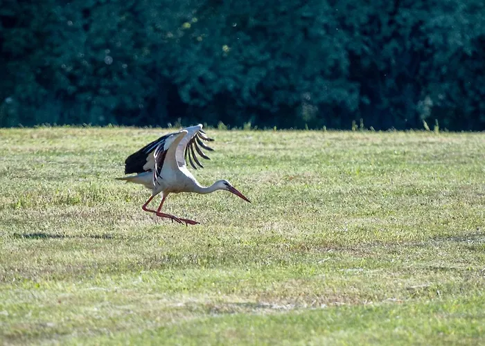 Апартаменты Asheimar Passee